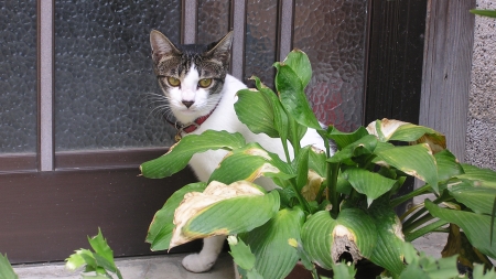 観葉植物に身を隠す…？