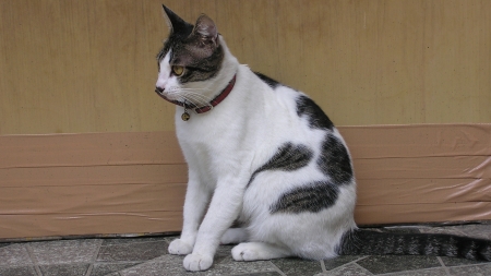 体の模様は子猫と変わっていないようです