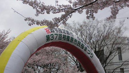 桜は満開です