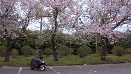 桜とシグナス