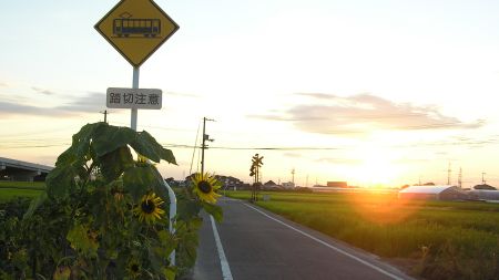 ひまわりと夕日と踏切注意