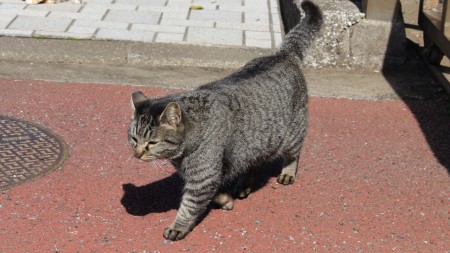 お腹だけでなく、足も良い感じになっています 