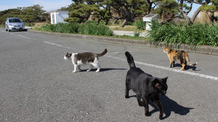 どんどん集まってきます