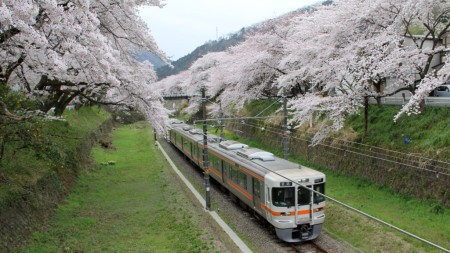 桜並木を走る313系