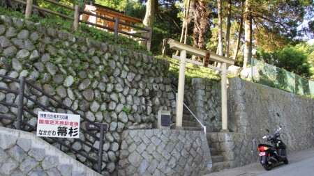 熊野神社と箒杉