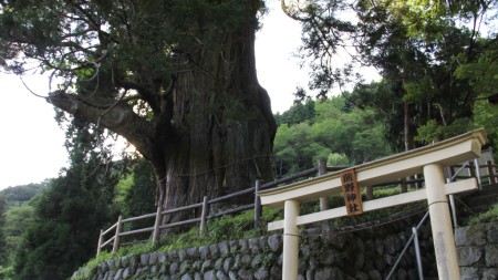 近くでは全体像は撮れません