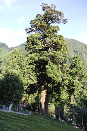 茶畑と箒杉