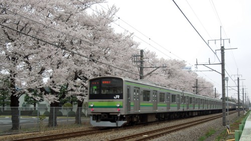 横浜線と桜並木