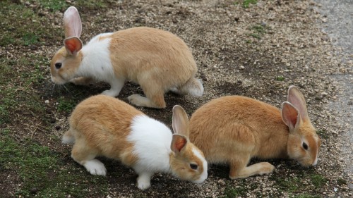 うさぎが目の前に