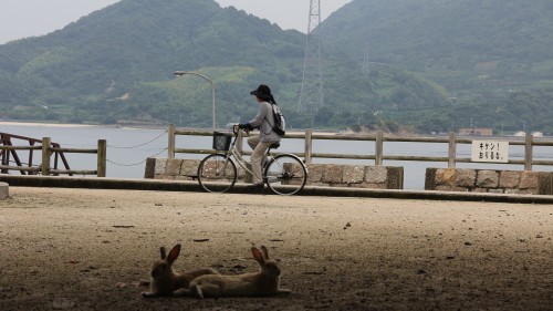 うさぎの楽園