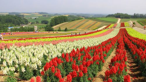 四季彩の丘