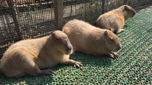 カピバラさん