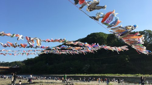 泳げ鯉のぼり相模川