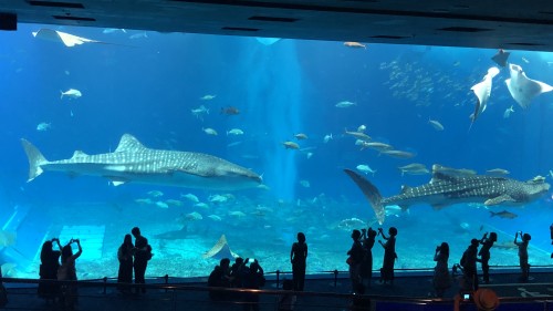 美ら海水族館