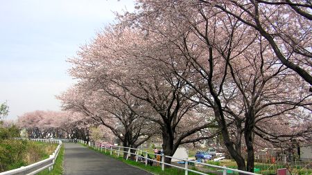 今の時期しか見れない景色ですね