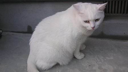 かなりのお年寄り猫みたい
