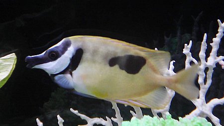 ヒレナガハギ？？名前を間違っている可能性アリ
