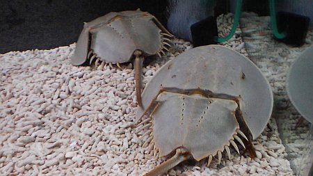 カブトガニは有名ですね